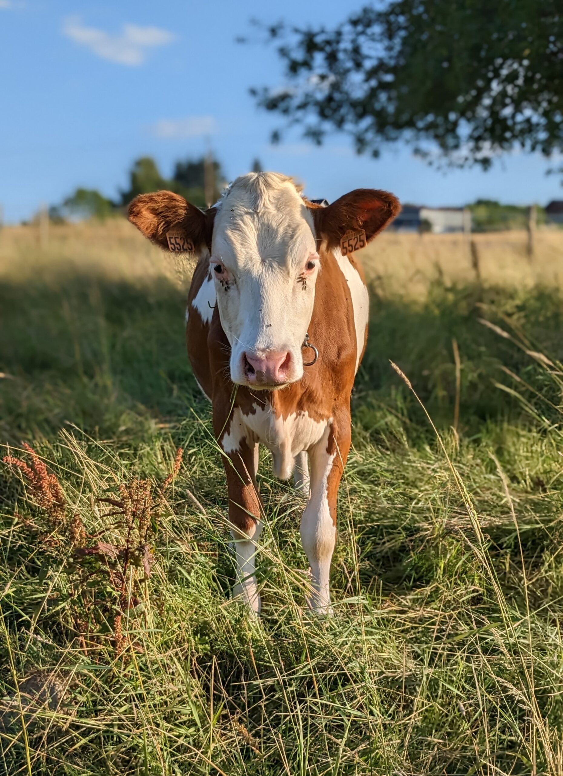 PXL_20230702_175646288.PORTRAIT~2