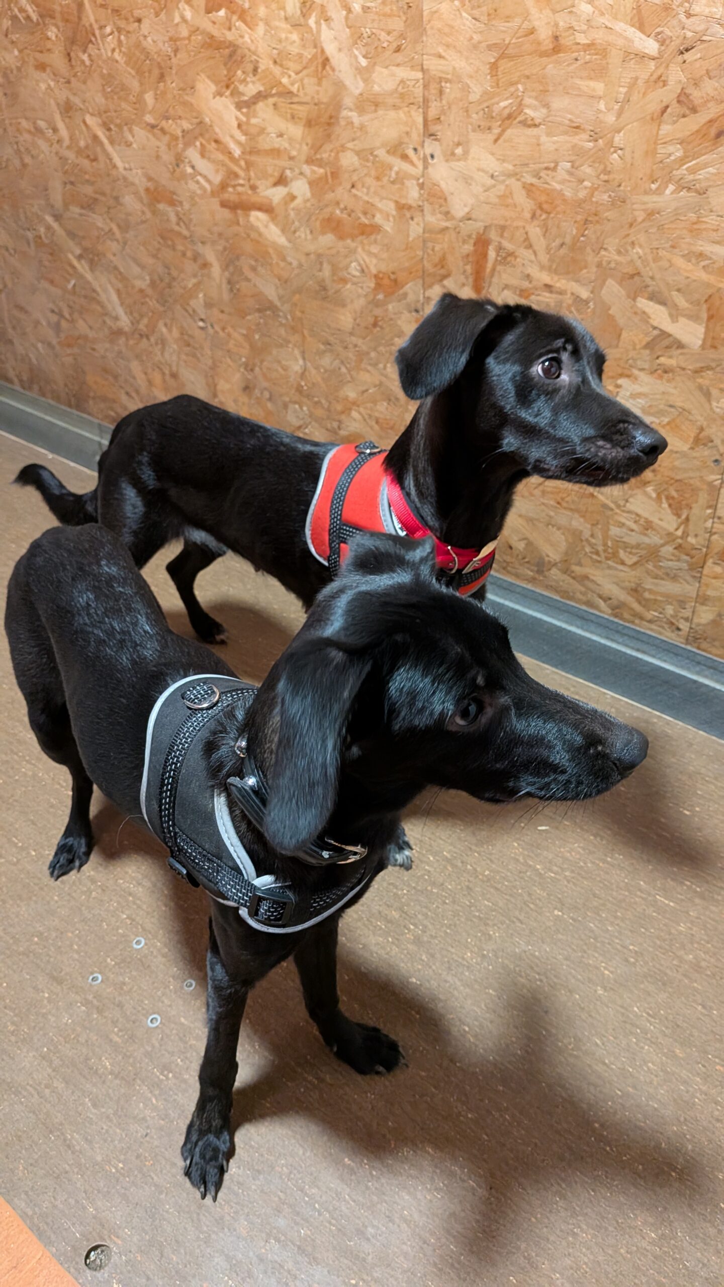 PXL_20250922_185811929.MP