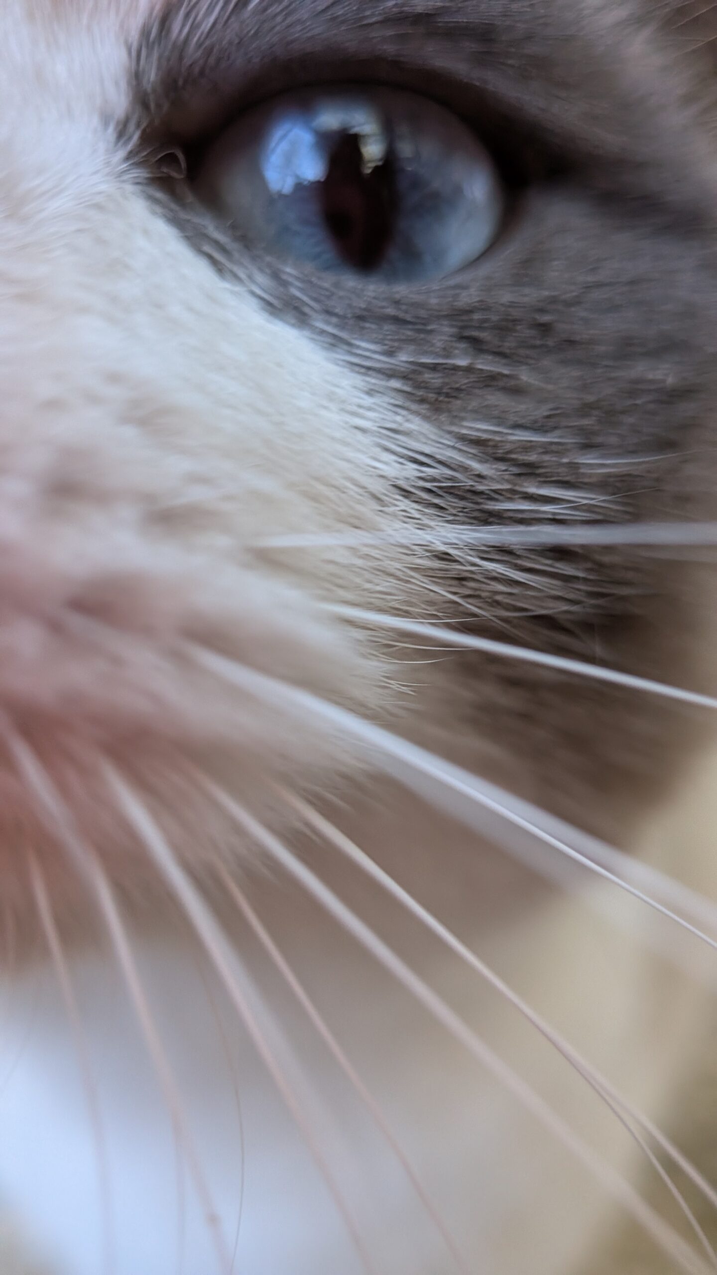 PXL_20251117_115720377.MACRO_FOCUS