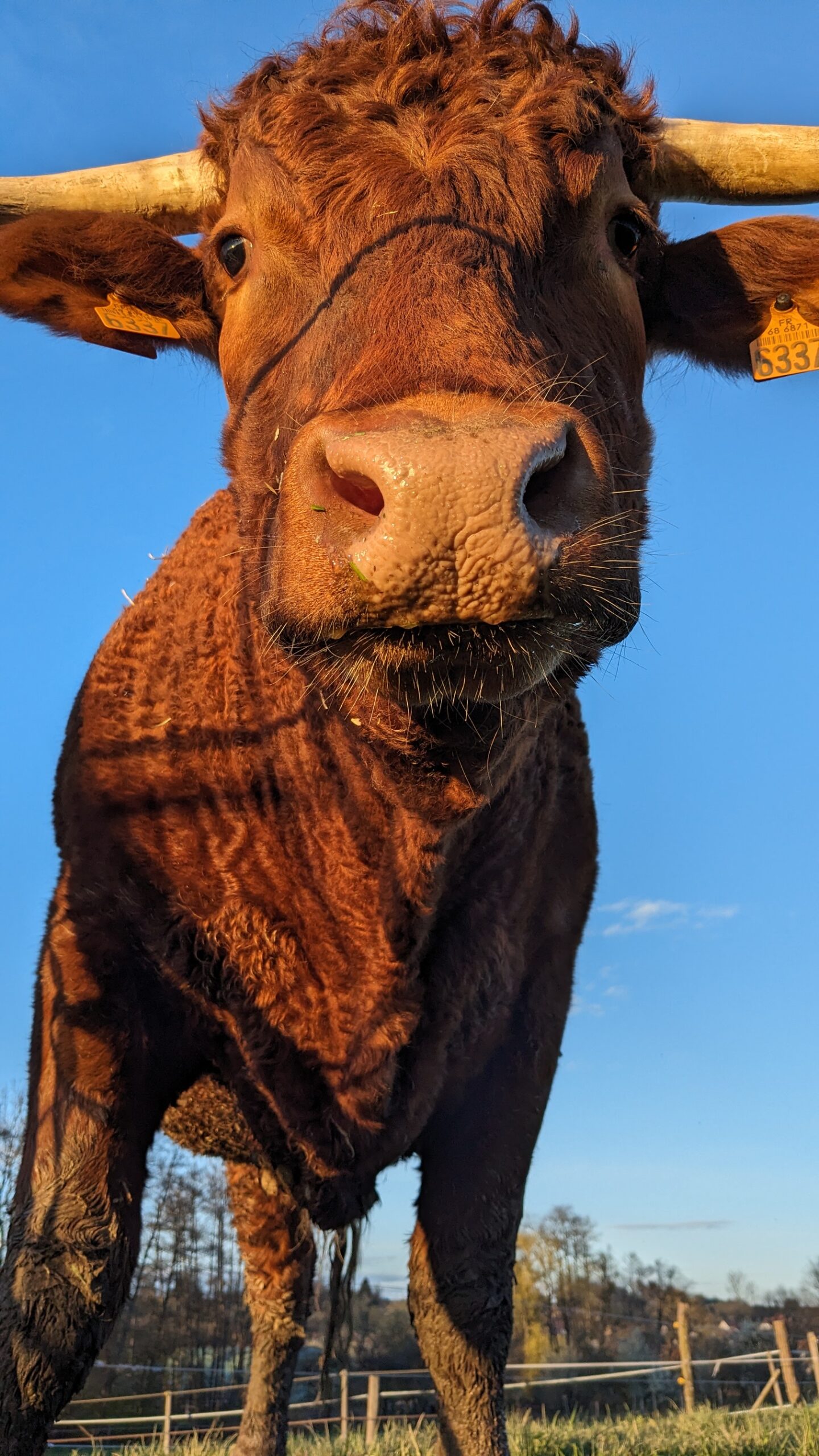 PXL_20240402_173101582