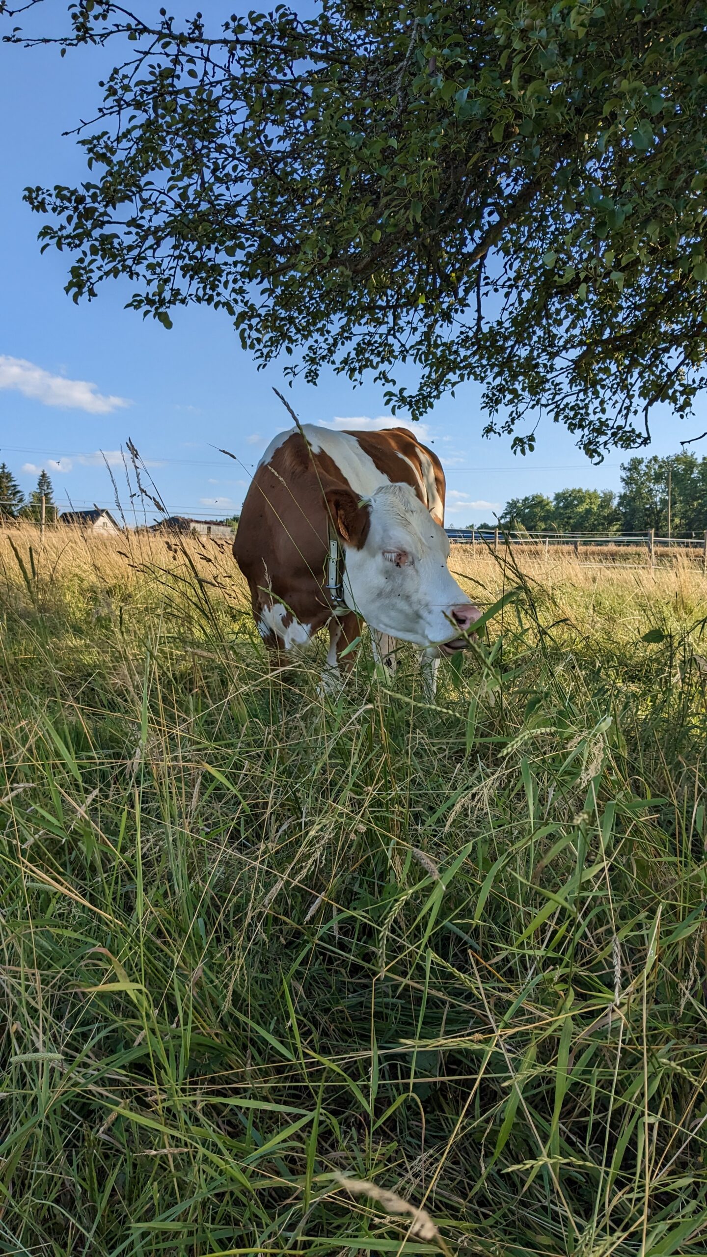 .trashed-1690920342-PXL_20230702_175335520