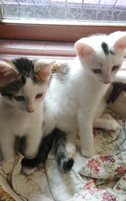 39,35,326,337.199829