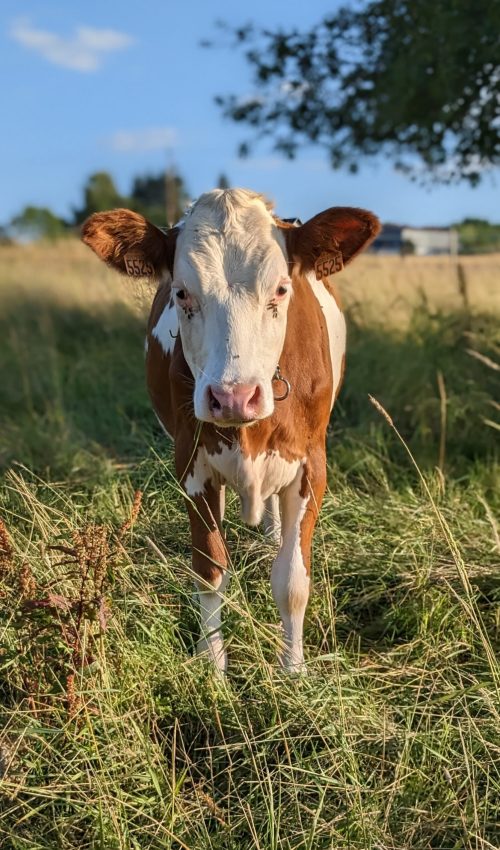 PXL_20230702_175646288.PORTRAIT~2