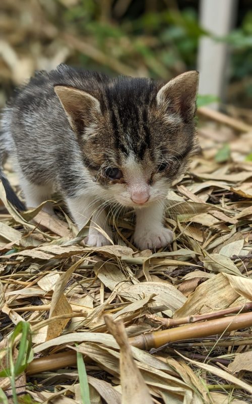 PXL_20240611_133558326.PORTRAIT