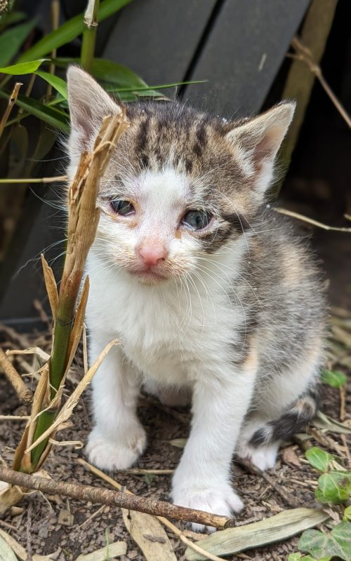 PXL_20240611_133602503.PORTRAIT