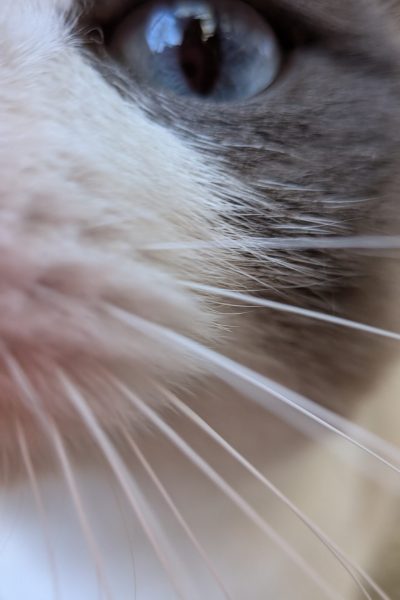 PXL_20251117_115720377.MACRO_FOCUS